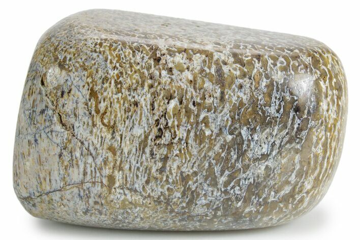 Polished Dinosaur Bone (Gembone) - Morocco #349596
